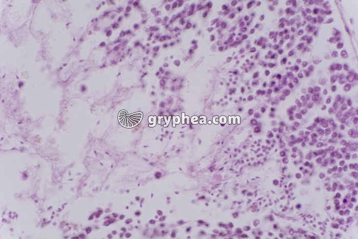 Testicule d'Oursin x200 - gryphea.com